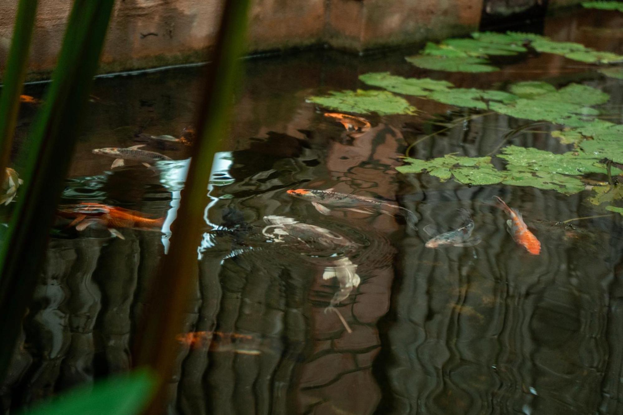 Jungle Sanctuary Hotel Sziemreap Kültér fotó